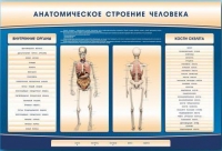 Электрифицированный стенд-тренажер c макетом скелета "Анатомическое строение человека" - «globural.ru» - Ессентуки