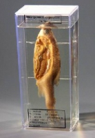 Влажный препарат Внутреннее строение рыбы - «globural.ru» - Ессентуки