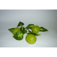 Муляж "Ветка лайма" - «globural.ru» - Ессентуки