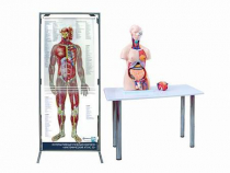Интерактивный учебный комплекс "Анатомический атлас 3D" - «globural.ru» - Ессентуки