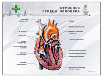 Стенд "Строение сердца человека" - «globural.ru» - Ессентуки