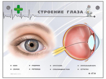 Интерактивный стенд "Строение глаза" - «globural.ru» - Ессентуки