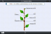 Интерактивные курсы. Биология 6 класс. Расширенный - «globural.ru» - Ессентуки