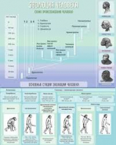 Стенд "Эволюция человека" (вариант 1) - «globural.ru» - Ессентуки
