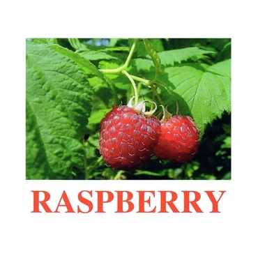 "Berries-1" ("Ягоды-1") английские карточки Домана - «globural.ru» - Ессентуки