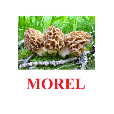 "Mushrooms" ("Грибы") английские карточки Домана - «globural.ru» - Ессентуки
