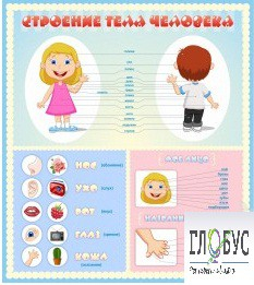 Стенд "Строение человека" для детей - «globural.ru» - Ессентуки