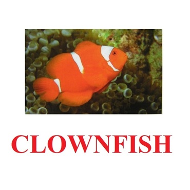 "Fish" ("Рыбы") английские карточки Домана - «globural.ru» - Ессентуки