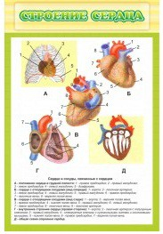Стенд "Строение сердца" - «globural.ru» - Ессентуки